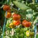 CHERRIOTS OF FIRE TOMATO
