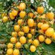 DATTERINI YELLOW TOMATO
