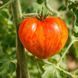 PLAN 9 FROM OUTER SPACE TOMATO