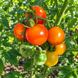 YOU CAN&rsquo;T, YOU WON&rsquo;T, AND YOU DON&rsquo;T STOP TOMATO