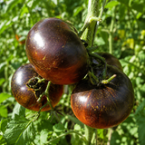 DARK GALAXY TOMATO