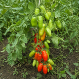 KRASNODARETS TOMATO