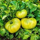 AUNT RUBY'S GERMAN GREEN TOMATO