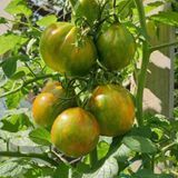 CHEF GUY GEDDA TOMATO