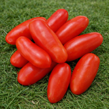 KRASNODARETS TOMATO