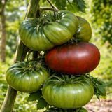SHORE OF A FOREST LAKE TOMATO