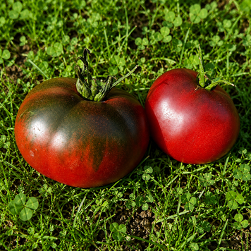 JARSON-20 TOMATO