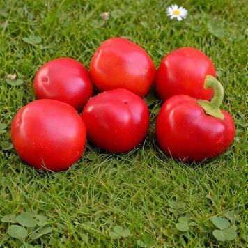 MERISHOR PEPPER