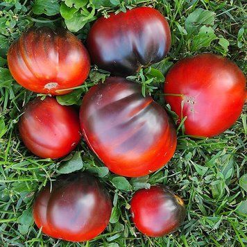 TRUFA AZUL TOMATO
