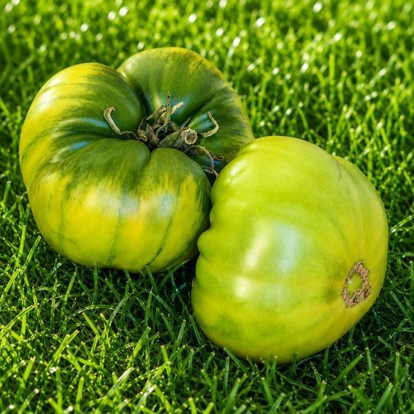 AUNT RUBY'S GERMAN GREEN 10343-593G foto