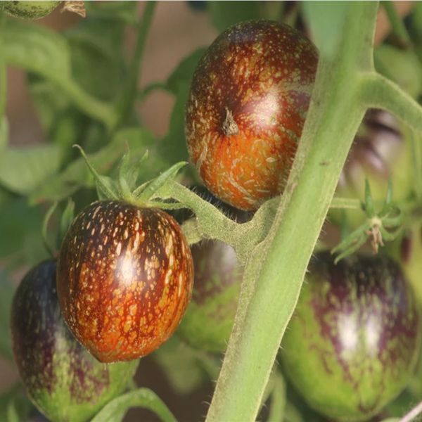DARK GALAXY POMIDOR