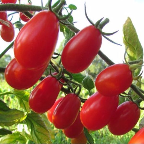 ЕЛЬФ (ELFIN) ТОМАТ