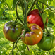 AMETHYST HEART TOMATO