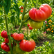 POLARIS TOMATO