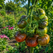 SHORE OF A FOREST LAKE TOMATO