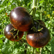 DARK GALAXY TOMATO