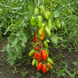 KRASNODARETS TOMATO