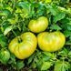 AUNT RUBY'S GERMAN GREEN TOMATO