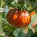 DARK GALAXY TOMATO