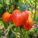 INK'S TREASURE F1 TOMATO