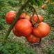 MERMAID TOMATO