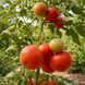 PAMYATI KORNEEVA TOMATO