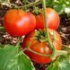 PARIS TOMATO