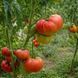 POLARIS TOMATO
