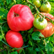 SHIRLEY S TOMATO