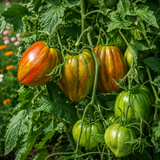 BERKELEY TIE DYE HEART TOMATO