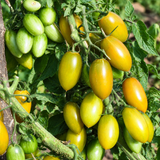 GREEN TIGER TOMATO