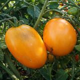 BRYANSK YELLOW TOMATO