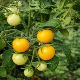 MICRO DWARF CHUBBY BUNNY TOMATO