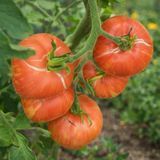 PINK FURRY BOAR TOMATO