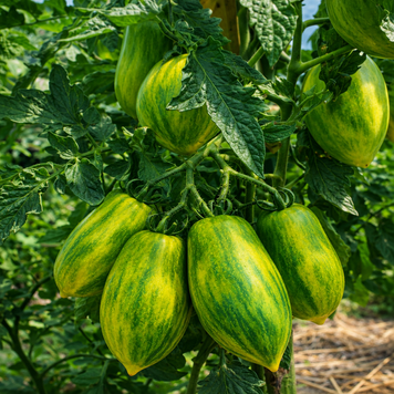 DWARF SAUCY MARY TOMATO