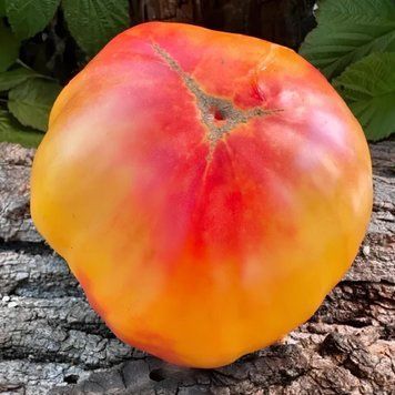 ГРЕЙПФРУТ (GRAPEFRUIT US VERSION) 10244 фото