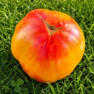 GRAPEFRUIT US VERSION TOMATO