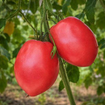 MINUSINSK PINK GLASSES TOMATO