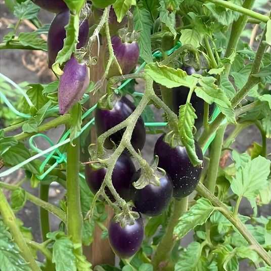 midnight-roma-tomato-