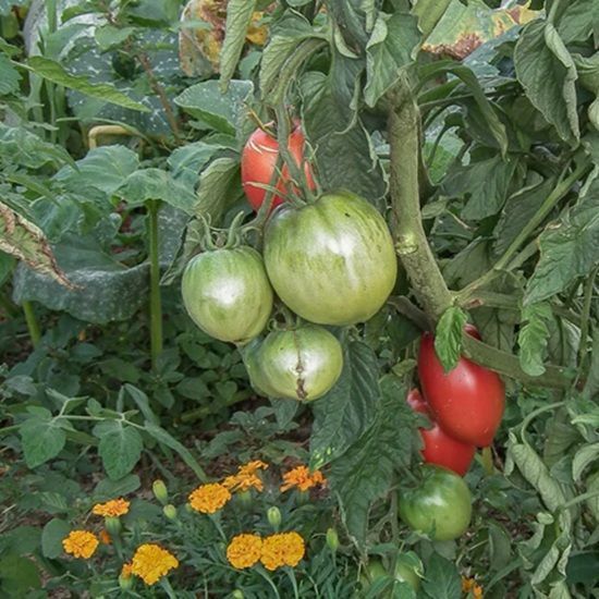 ПАСТА АМИШЕЙ (AMISH PASTE) ТОМАТ