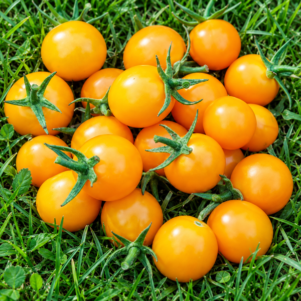 ORANGE CHERRY ТОМАТО