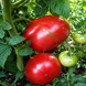 DARK QUEEN TOMATO