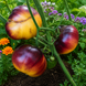 GREAT WHITE + P20 TOMATO