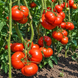 GOLIAF RED TOMATO