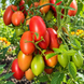 AMISH PASTE TOMATO