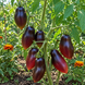MIDNIGHT ROMA TOMATO