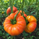 HAMILTON TOMATO