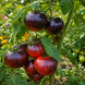 QUEEN OF THE NIGHT TOMATO