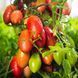 AMISH PASTE TOMATO