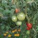 ПАСТА АМИШЕЙ (AMISH PASTE) ТОМАТ